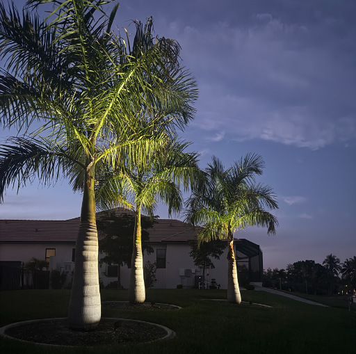 palm tree lighting florida